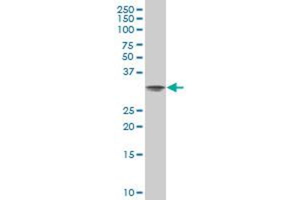 PSMA8 antibody  (AA 143-242)