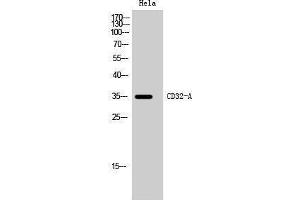 Western Blotting (WB) image for anti-Fc Fragment of IgG, Low Affinity IIa, Receptor (CD32) (FCGR2A) (C-Term) antibody (ABIN3183764) (FCGR2A antibody  (C-Term))