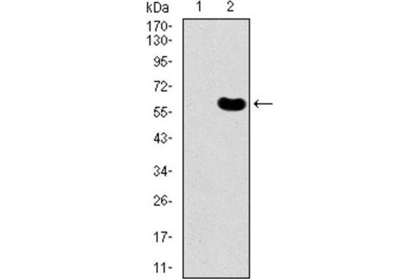 DKK3 antibody  (AA 91-350)