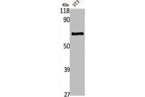 Western Blot analysis of NIH-3T3 cells using GBP3 Polyclonal Antibody (GBP3 antibody  (C-Term))