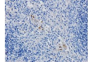 Immunohistochemical staining of rabbit spleen using anti-CD4 antibody YNB46. (Recombinant CD4 antibody)