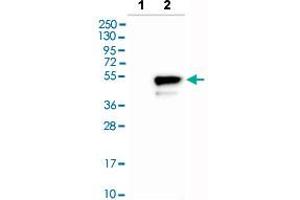 Western blot analysis of Lane 1: Negative control (vector only transfected HEK293T lysate), Lane 2: Over-expression lysate (Co-expressed with a C-terminal myc-DDK tag (~3. (CD276 antibody  (AA 30-130))