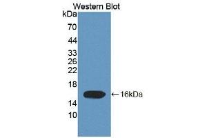 Detection of Recombinant ELOC, Human using Polyclonal Antibody to Elongin C (ELOC) (TCEB1 antibody  (AA 1-112))