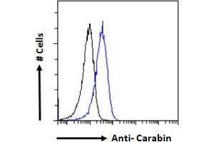 ABIN190840 Flow cytometric analysis of paraformaldehyde fixed Jurkat cells (blue line), permeabilized with 0. (Carabin antibody  (Internal Region))