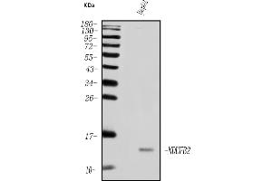 Western blot analysis of NDUFB2 using anti-NDUFB2 antibody (ABIN7600162).