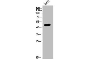 Western Blot analysis of 293T cells using Pax-1 Polyclonal Antibody (PAX1 antibody  (Internal Region))