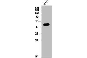 Western Blot analysis of 293T cells using Pax-1 Polyclonal Antibody