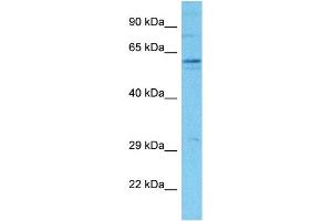 Host:  Rabbit  Target Name:  SLCO2B1  Sample Tissue:  Human Hela Whole Cell  Antibody Dilution:  1ug/ml (SLCO2B1 antibody  (N-Term))