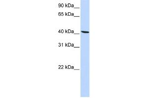WB Suggested Anti-SLC22A18 Antibody Titration:  0. (ORCTL-2/SLC22A18 antibody  (N-Term))