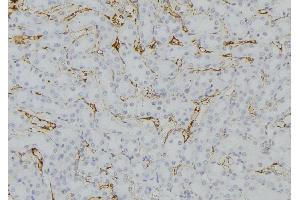 ABIN6279737 at 1/100 staining Mouse kidney tissue by IHC-P. (RAB33B antibody  (Internal Region))