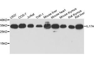 Western blot analysis of extracts of various cell lines, using IL17A antibody (ABIN5970262) at 1/1000 dilution. (Interleukin 17a antibody)
