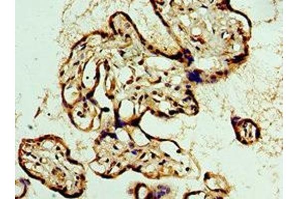 BCAS2 antibody  (AA 1-225)