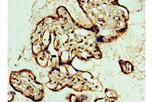 Immunohistochemistry of paraffin-embedded human placenta tissue using ABIN7164185 at dilution of 1:100