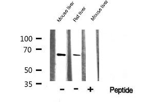 Western blot analysis of AMPK1 expression in various lysates (PRKAA1 antibody  (C-Term))