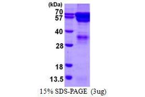 Image no. 1 for Regulator of G-Protein Signaling 14 (RGS14) protein (His tag) (ABIN1098334)
