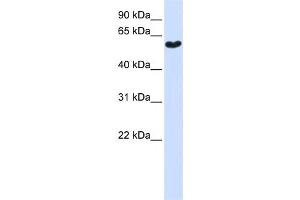 Western Blotting (WB) image for anti-Synaptotagmin III (SYT3) antibody (ABIN2459355)