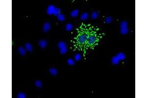 Immunofluorescence (IF) image for anti-NME/NM23 Nucleoside Diphosphate Kinase 4 (NME4) antibody (ABIN1499778)