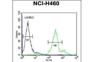 LTM5 Antibody (N-term) 10077a flow cytometric analysis of NCI- cells (right histogram) compared to a negative control cell (left histogram). (LAPTM5 antibody  (N-Term))