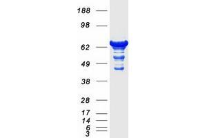 Validation with Western Blot (Septin 9 Protein (SEPT9) (Transcript Variant 3) (Myc-DYKDDDDK Tag))