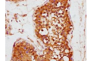 IHC image of ABIN7157267 diluted at 1:800 and staining in paraffin-embedded human testis tissue performed on a Leica BondTM system. (KLHL12 antibody  (AA 1-220))