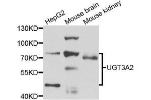 Western blot analysis of extracts of various cell lines, using UGT3A2 antibody. (UGT3A2 antibody  (AA 23-300))