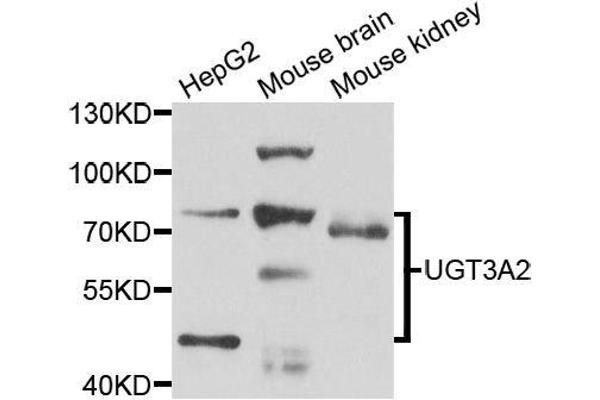 UGT3A2 anticorps  (AA 23-300)
