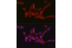 Immunofluorescence (IF) image for anti-Phosphogluconate Dehydrogenase (PGD) antibody (ABIN7269315)