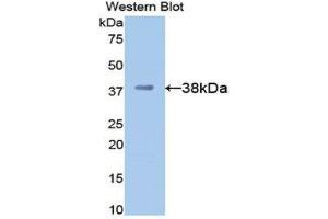 Western Blotting (WB) image for anti-Apolipoprotein H (Beta-2-Glycoprotein I) (APOH) (AA 21-345) antibody (ABIN1077829)