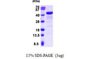 GRB2-Related Adaptor Protein 2 (GRAP2) (AA 1-330) protein (His tag)