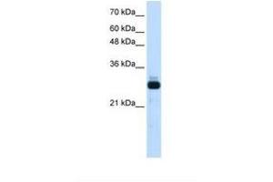 Image no. 1 for anti-Sin3A-Associated Protein, 30kDa (SAP30) (AA 151-200) antibody (ABIN324469) (SAP30 antibody  (AA 151-200))