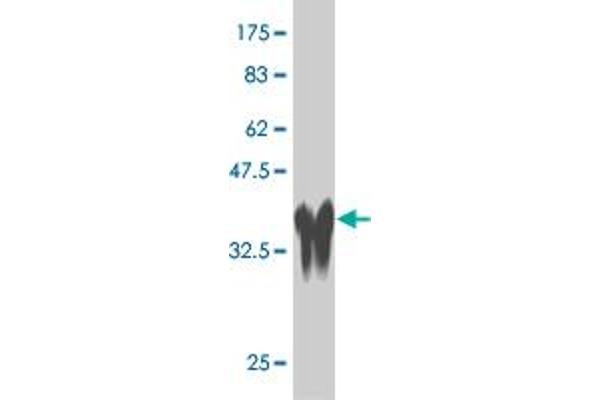 SOX8 antibody  (AA 102-210)