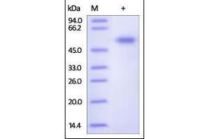 Frizzled Family Receptor 7 (FZD7) (AA 33-185) protein (Fc Tag)