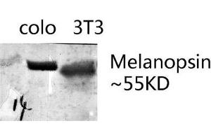 Western blot analysis of various lysates using Melanopsin Polyclonal Antibody.