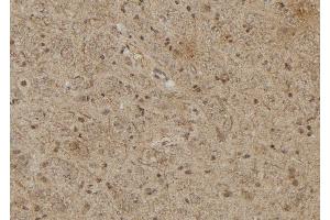 ABIN6279715 at 1/100 staining Rat brain tissue by IHC-P. (RASSF8 antibody  (C-Term))