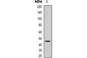 Western blot analysis of GPR172A expression in human brain (A) whole cell lysates. (GPR172A antibody)