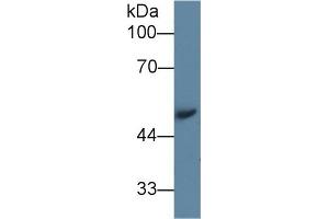 Western Blotting (WB) image for anti-Angiotensinogen (serpin Peptidase Inhibitor, Clade A, Member 8) (AGT) (AA 23-477) antibody (ABIN7432628)