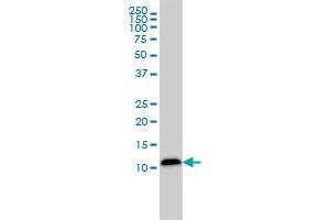 LGALS1 monoclonal antibody (M01), clone 1E8-1B2 Western Blot analysis of LGALS1 expression in HepG2 . (LGALS1/Galectin 1 antibody  (AA 1-135))