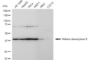Western blotting analysis using Histone deacetylase 8 antibody (ABIN7798936).