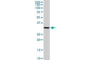 PACRG MaxPab rabbit polyclonal antibody. (PACRG antibody  (AA 1-257))