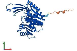 Protein Structure (PS) image for Ribokinase (RBKS) (AA 1-323) protein (His tag) (ABIN7559680)
