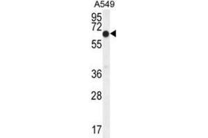 Western Blotting (WB) image for anti-Elongation Factor RNA Polymerase II (ELL) antibody (ABIN2995549)
