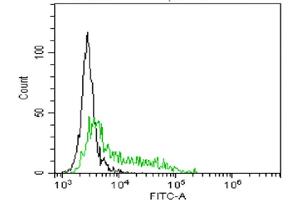 Activated monocytes marked with B-E8 (IL-6 antibody)