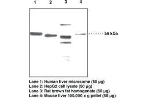 Image no. 1 for anti-Patatin-Like phospholipase Domain Containing 2 (PNPLA2) antibody (ABIN2451669) (PNPLA2 antibody)