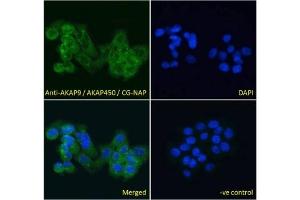 IF/ICC testing of fixed and permeabilized human A431 cells with AKAP9 antibody (green) at 10ug/ml and DAPI nuclear stain (blue). (AKAP9 antibody)