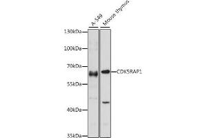 Western blot analysis of extracts of various cell lines, using CDK5R antibody (ABIN7266235) at 1:1000 dilution. (CDK5RAP1 antibody  (AA 1-350))