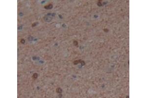 Figure. (PER1 antibody  (AA 208-414))