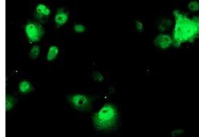Anti-OBFC1 mouse monoclonal antibody (ABIN2454844) immunofluorescent staining of COS7 cells transiently transfected by pCMV6-ENTRY OBFC1 (RC200778). (OBFC1 antibody)