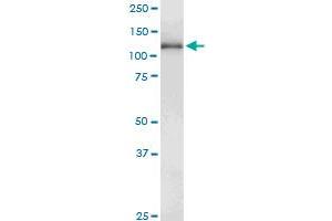 GUCY2D antibody  (AA 521-630)