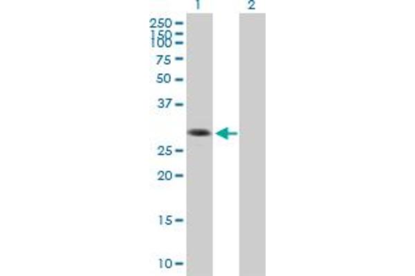 SIP1 antibody  (AA 1-280)