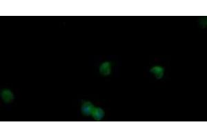 Image no. 5 for anti-Mitogen-Activated Protein Kinase 9 (MAPK9) antibody (ABIN1498927) (JNK2 antibody)
